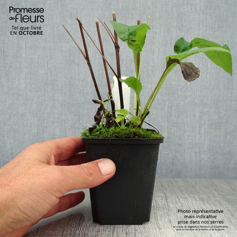 Esemplare di Echinacea purpurea Fragrant Angel Vasetto da 8/9 cm come consegnato in autunno