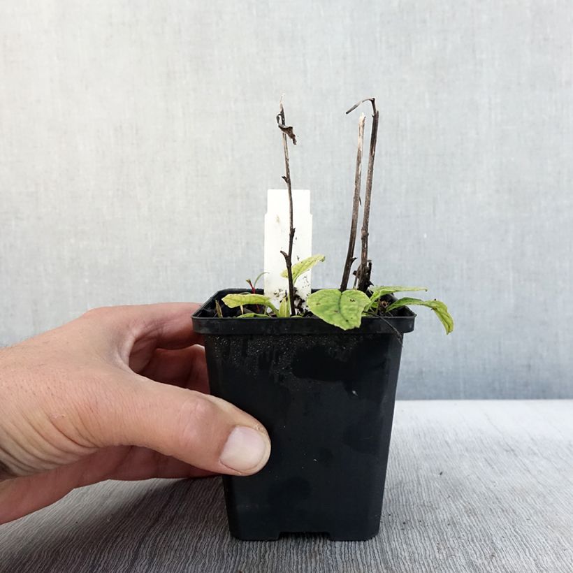 Esemplare di Echinacea purpurea Green Jewel Vasetto da 8/9 cm come consegnato in autunno