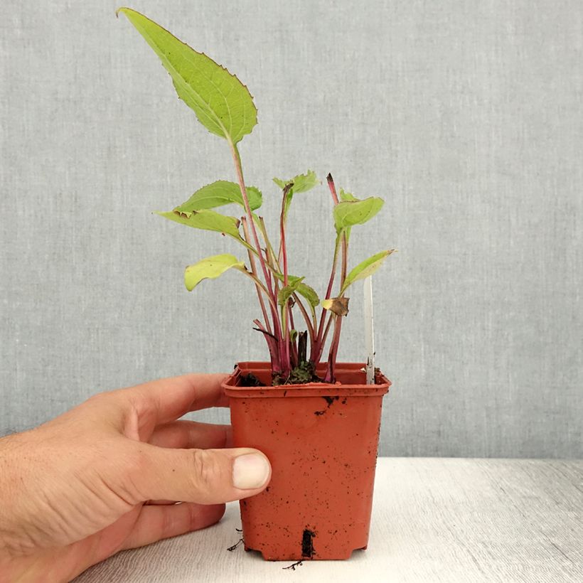 Esemplare di Echinacea purpurea Green Twister Vasetto da 8/9 cm consegnato in estate