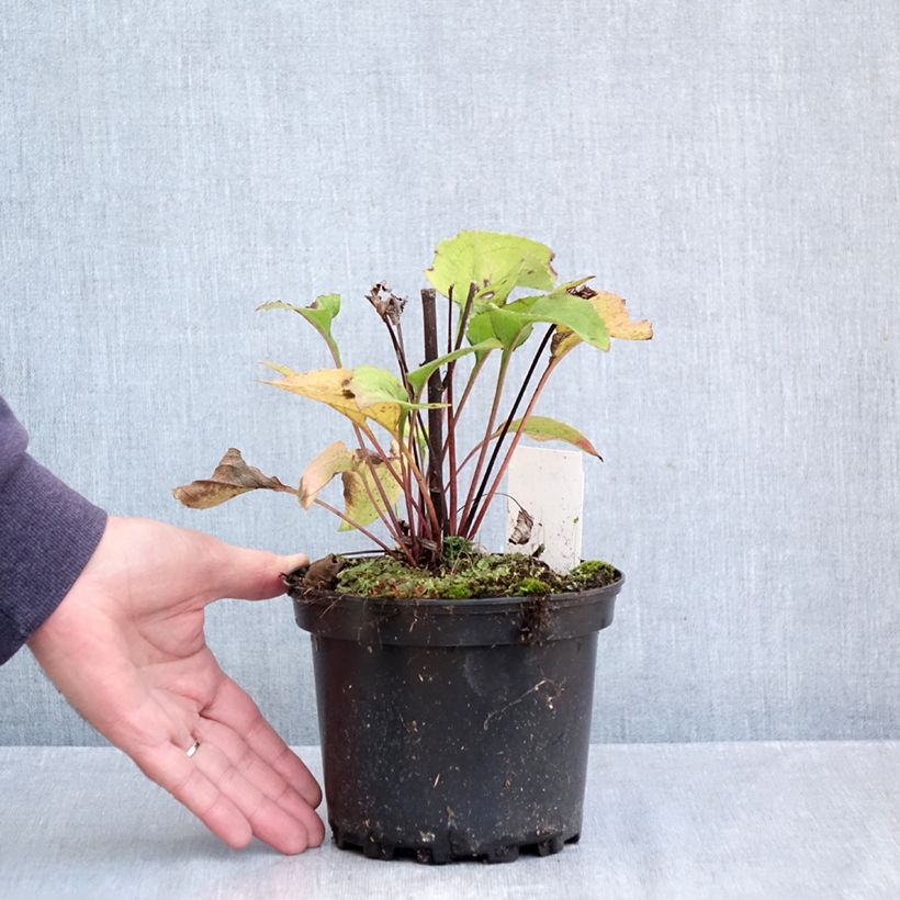 Esemplare di Echinacea purpurea Green Twister Vaso da 1,5L/2L come consegnato in autunno