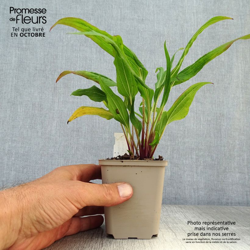Esemplare di Echinacea purpurea Hot Papaya Vasetto da 8/9 cm come consegnato in autunno