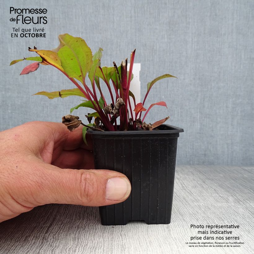 Esemplare di Echinacea purpurea Hot Summer Vasetto da 8/9 cm come consegnato in autunno