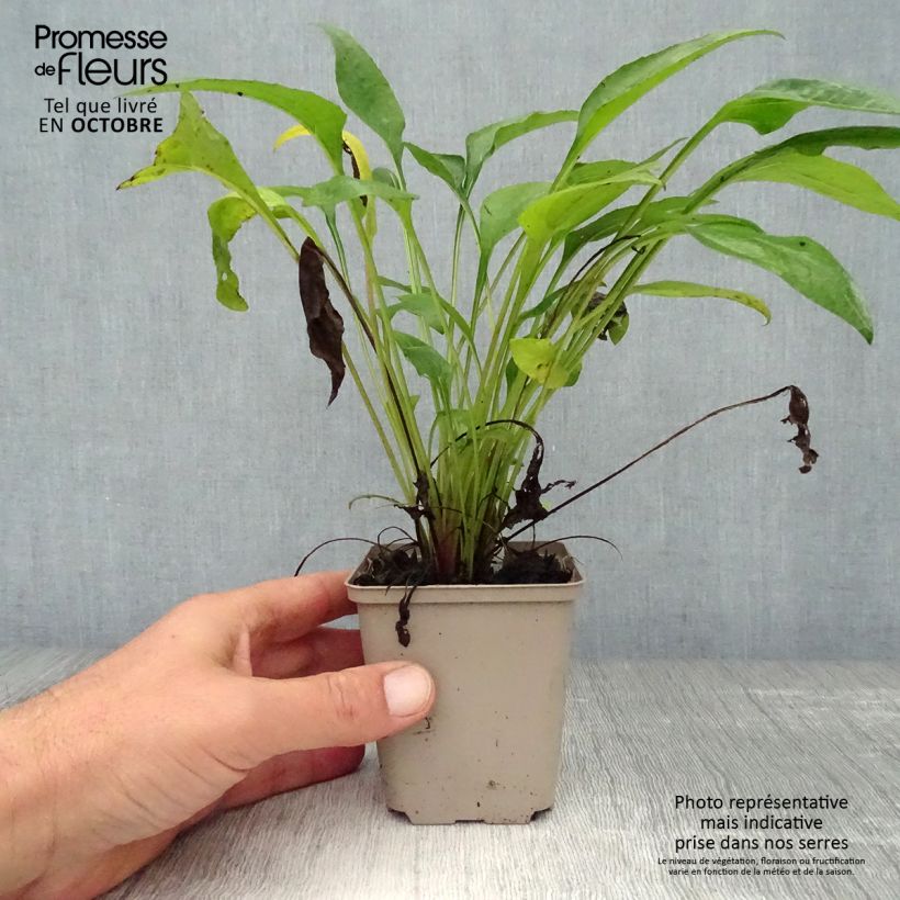 Esemplare di Echinacea Julia Vasetto da 8/9 cm come consegnato in autunno