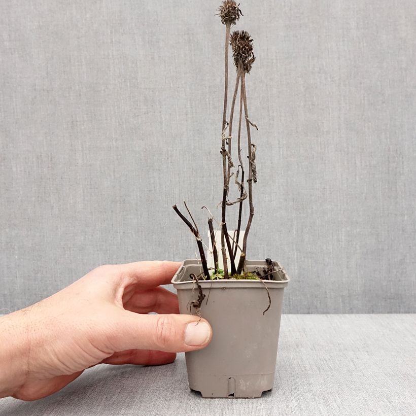 Echinacea Kismet White Vasetto da 8/9 cm esemplare consegnato in inverno