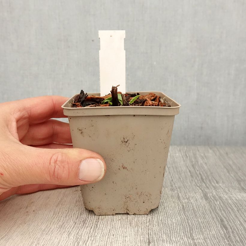 Echinacea Kismet White Vasetto da 8/9 cm esemplare consegnato in primavera