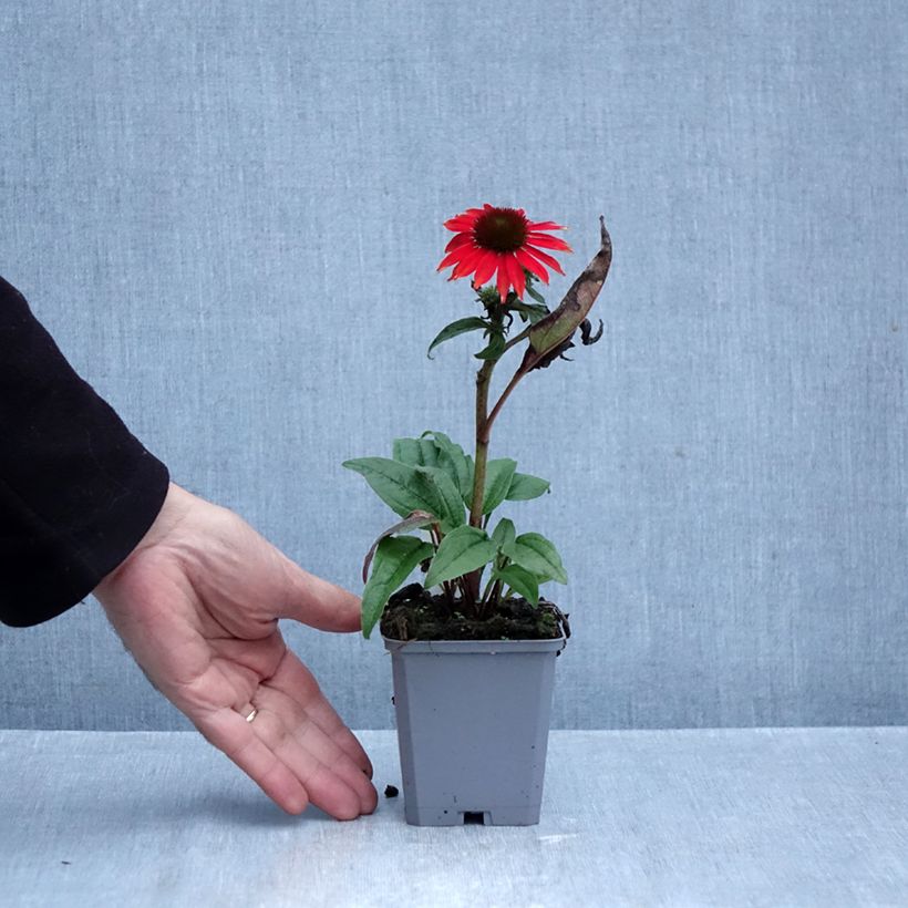 Esemplare di Echinacea purpurea Lakota Red Vasetto da 8/9 cm come consegnato in autunno