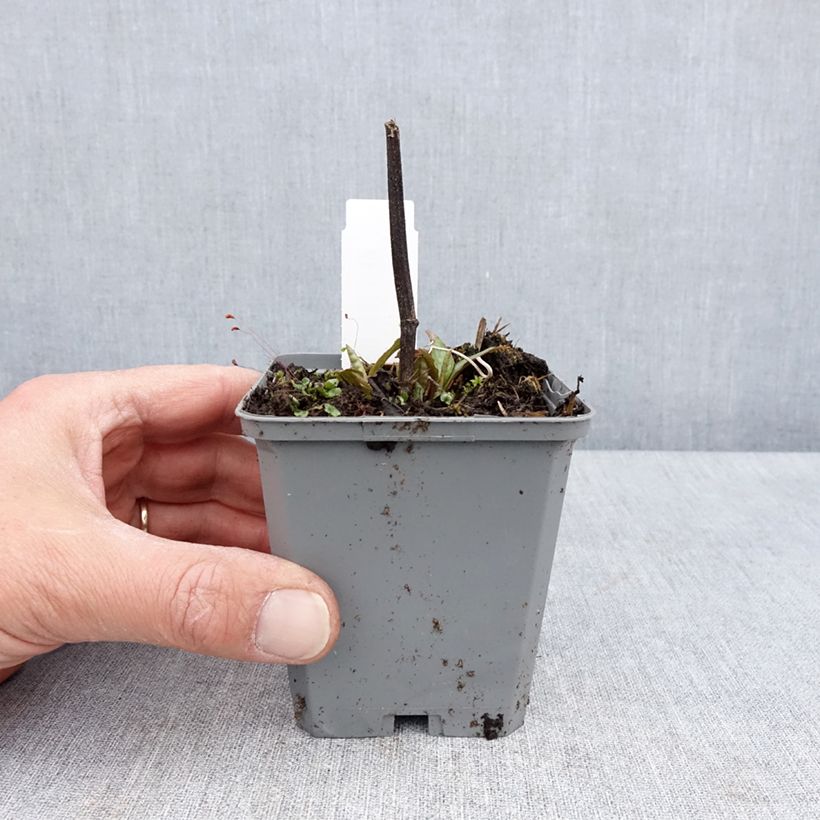 Echinacea purpurea Lakota Red Vasetto da 8/9 cm esemplare consegnato in primavera