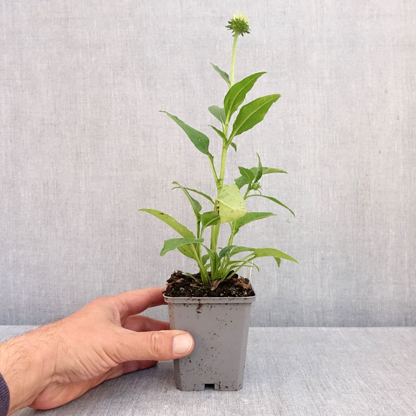 Esemplare di Echinacea purpurea Lakota Yellow Vasetto da 8/9 cm come consegnato in autunno