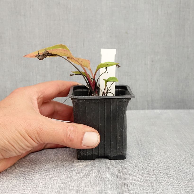 Esemplare di Echinacea purpurea Maxima Vasetto da 8/9 cm come consegnato in autunno