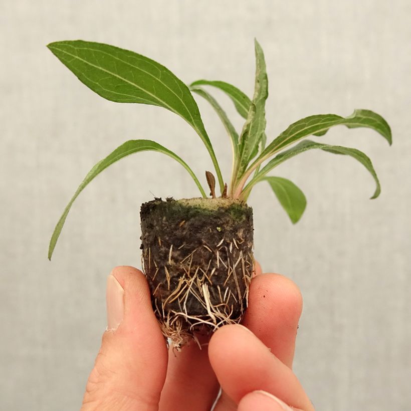 Echinacea purpurea Minibelle mini zolla... esemplare consegnato in primavera