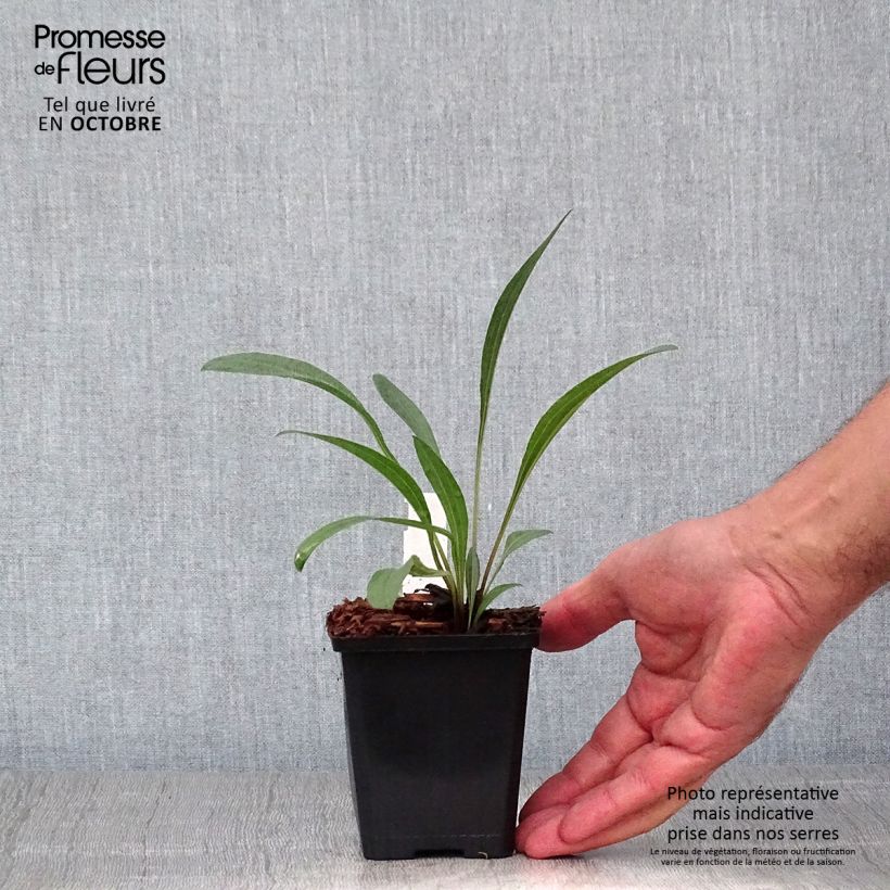 Esemplare di Echinacea pallida Vasetto da 8/9 cm come consegnato in autunno