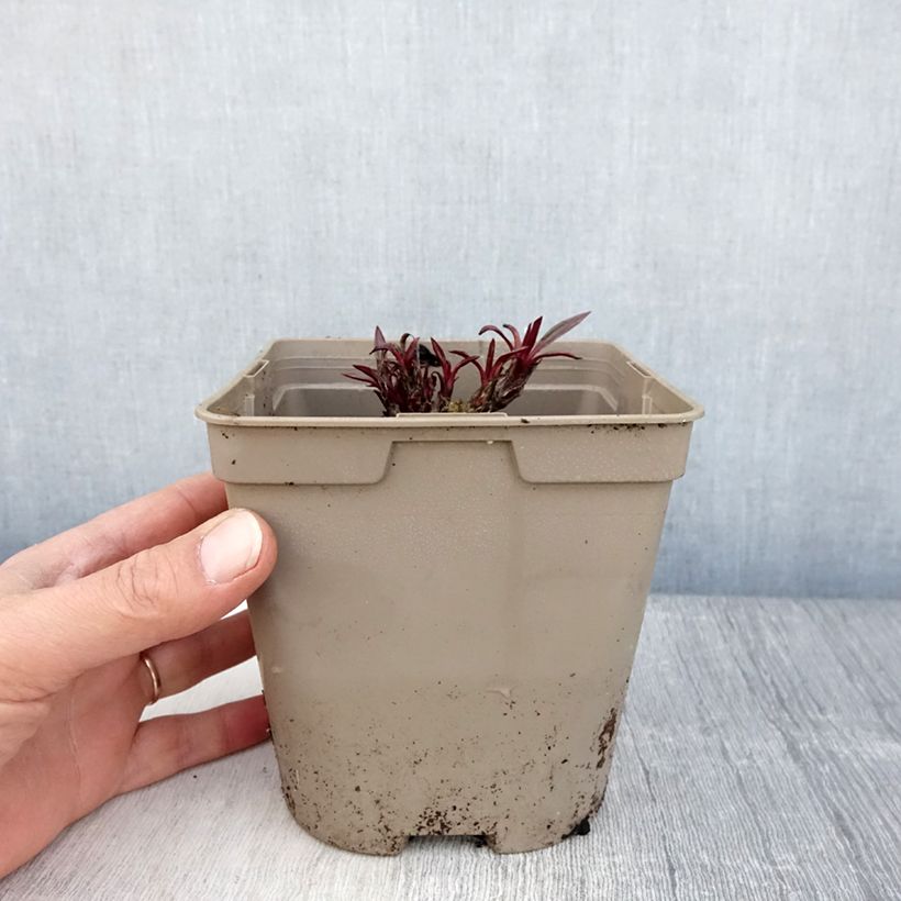 Echinacea pallida Vaso da 2L/3L esemplare consegnato in primavera