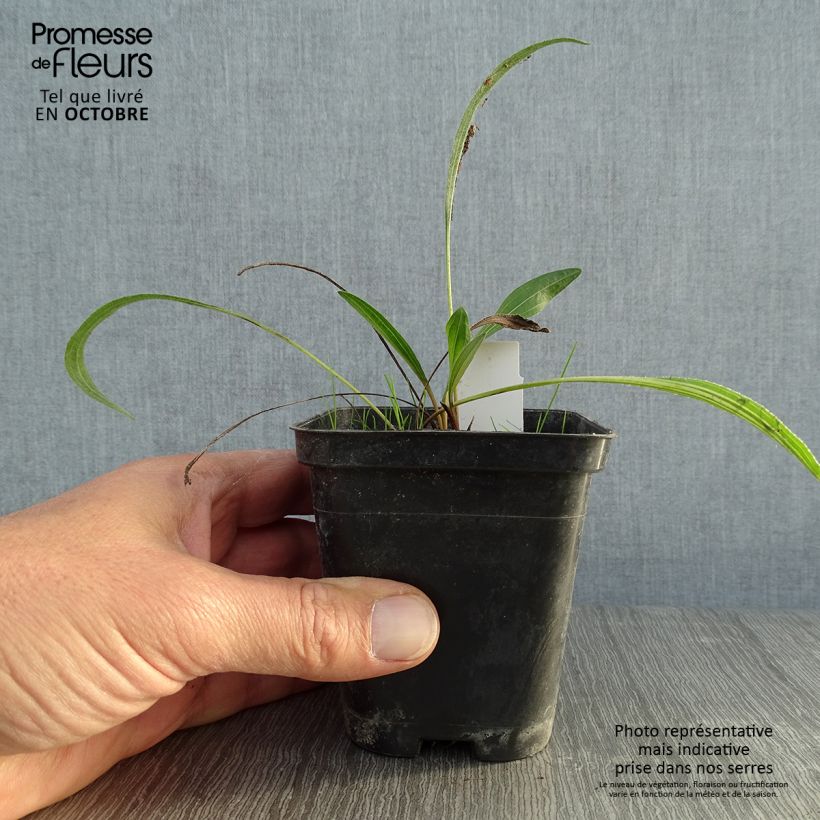 Esemplare di Echinacea pallida Hula Dancer Vasetto da 8/9 cm come consegnato in autunno