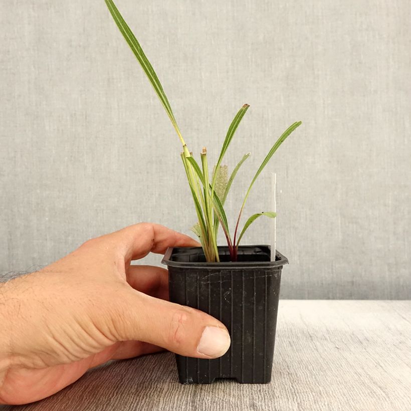 Esemplare di Echinacea paradoxa Vasetto da 8/9 cm come consegnato in autunno