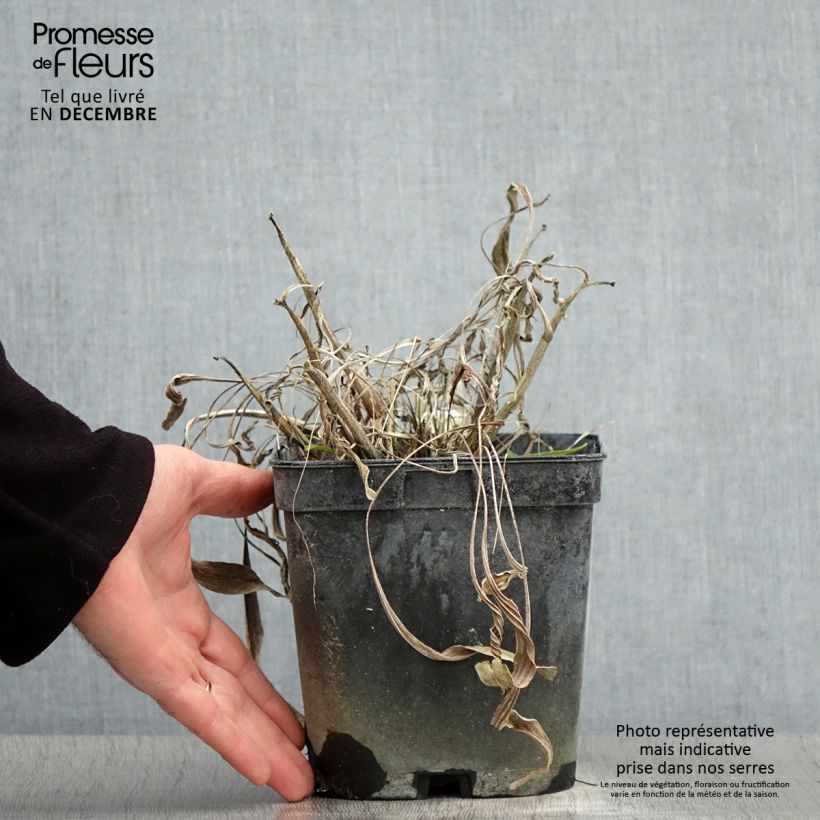 Echinacea paradoxa Vaso da 2L/3L esemplare consegnato in inverno