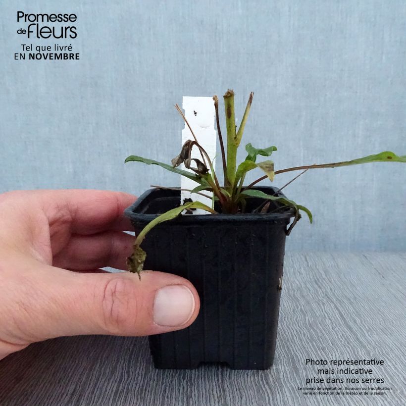 Esemplare di Echinacea purpurea Prima Ruby Vasetto da 8/9 cm come consegnato in autunno