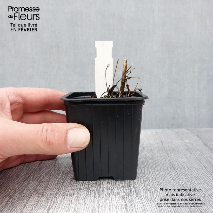 Echinacea purpurea Prima Ruby Vasetto da 8/9 cm esemplare consegnato in inverno