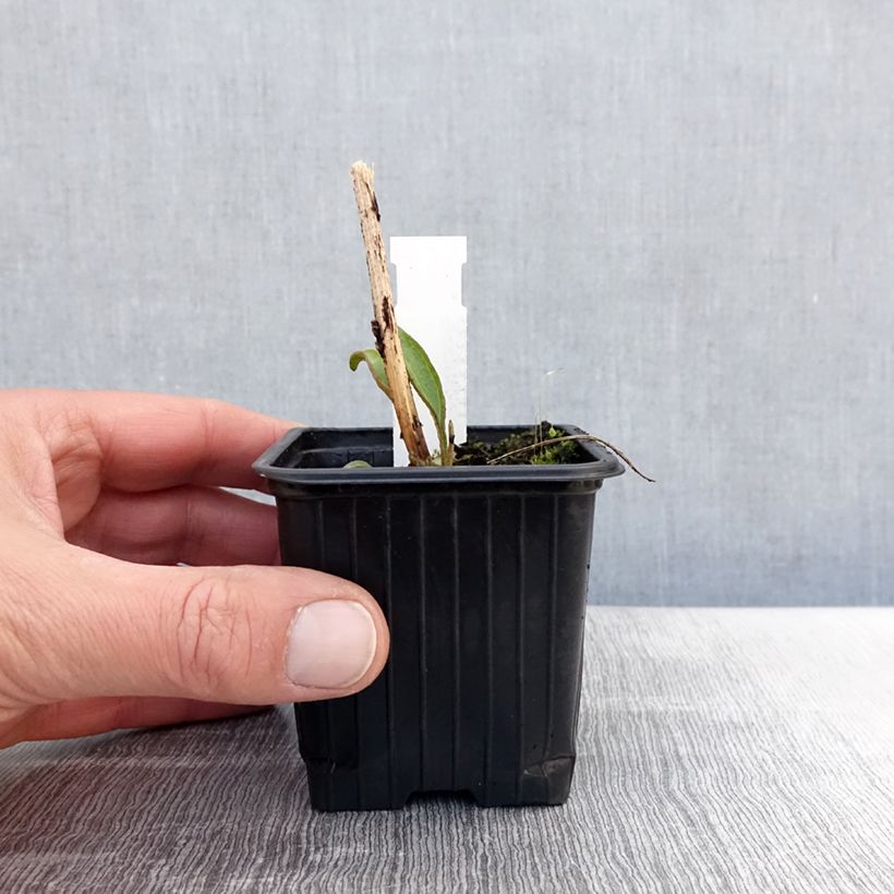 Echinacea purpurea Prima Ruby Vasetto da 8/9 cm esemplare consegnato in primavera