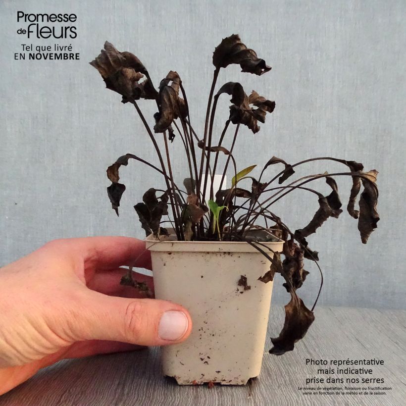 Esemplare di Echinacea purpurea Purity Vasetto da 8/9 cm come consegnato in autunno