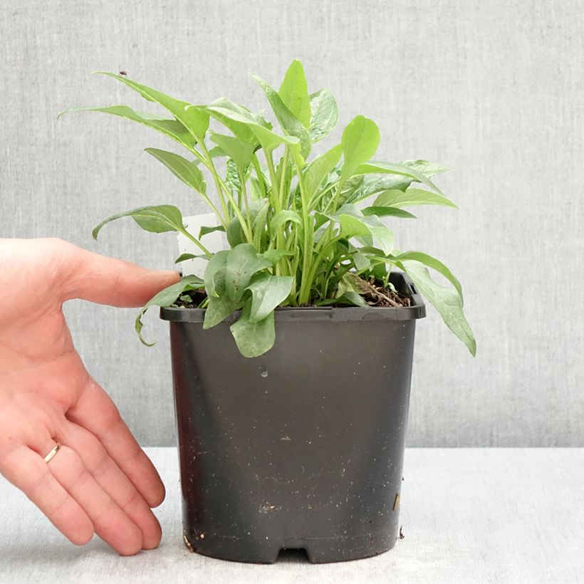 Echinacea purpurea Alba Vaso da 2L/3L esemplare consegnato in primavera