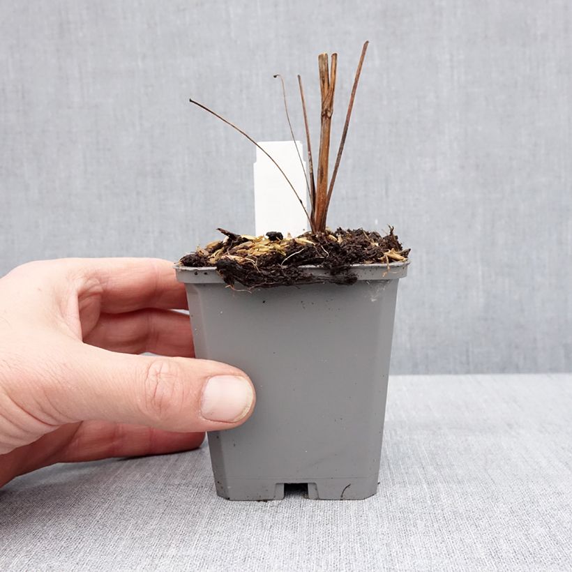 Echinacea purpurea Augustkönigin Vasetto da 8/9 cm esemplare consegnato in inverno