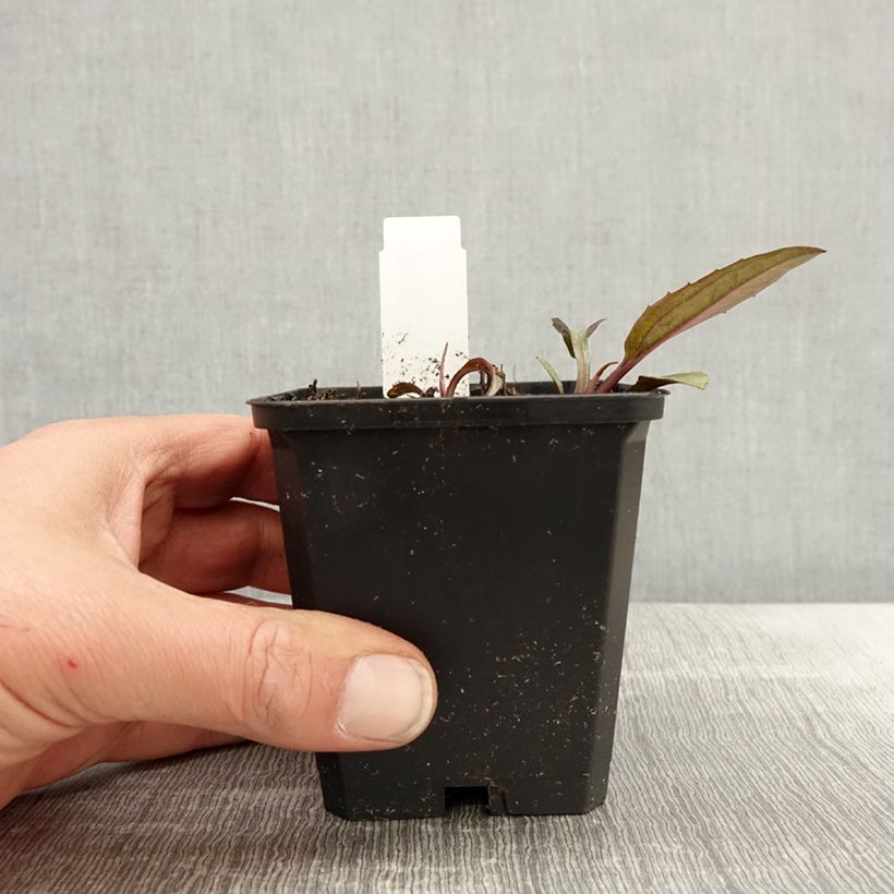 Echinacea purpurea Augustkönigin Vasetto da 8/9 cm esemplare consegnato in primavera