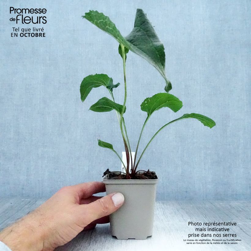 Esemplare di Echinacea purpurea Double Decker Vasetto da 8/9 cm come consegnato in autunno