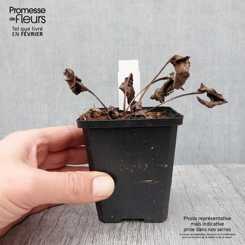 Echinacea purpurea Espinoso Green Vasetto da 8/9 cm esemplare consegnato in inverno