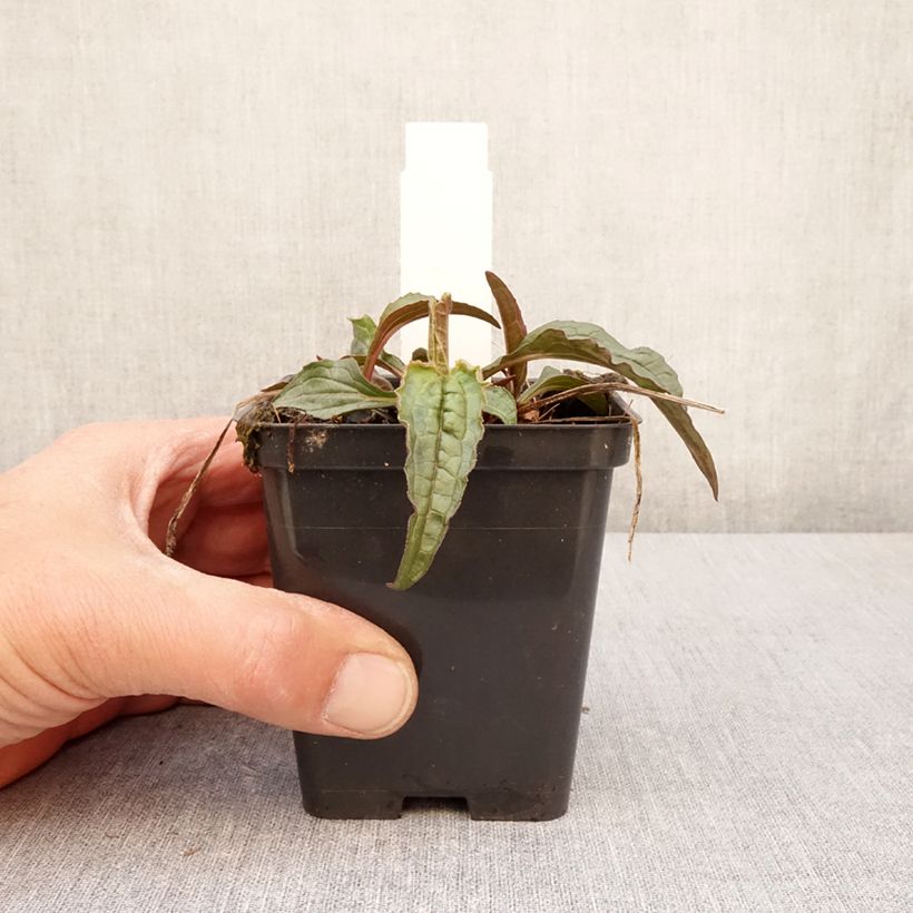 Echinacea purpurea Espinoso Green Vasetto da 8/9 cm esemplare consegnato in primavera