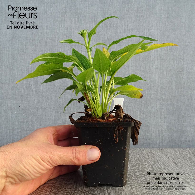 Esemplare di Echinacea purpurea Espinoso Yellow Vasetto da 8/9 cm come consegnato in autunno