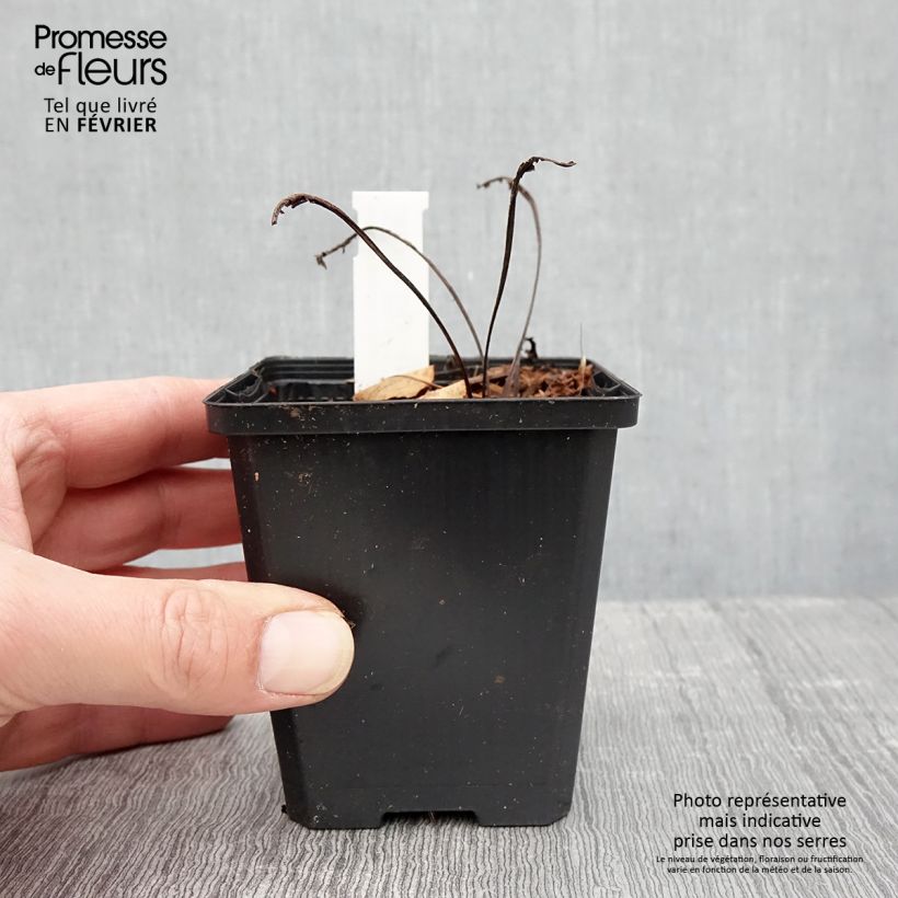 Echinacea purpurea Espinoso Yellow Vasetto da 8/9 cm esemplare consegnato in inverno