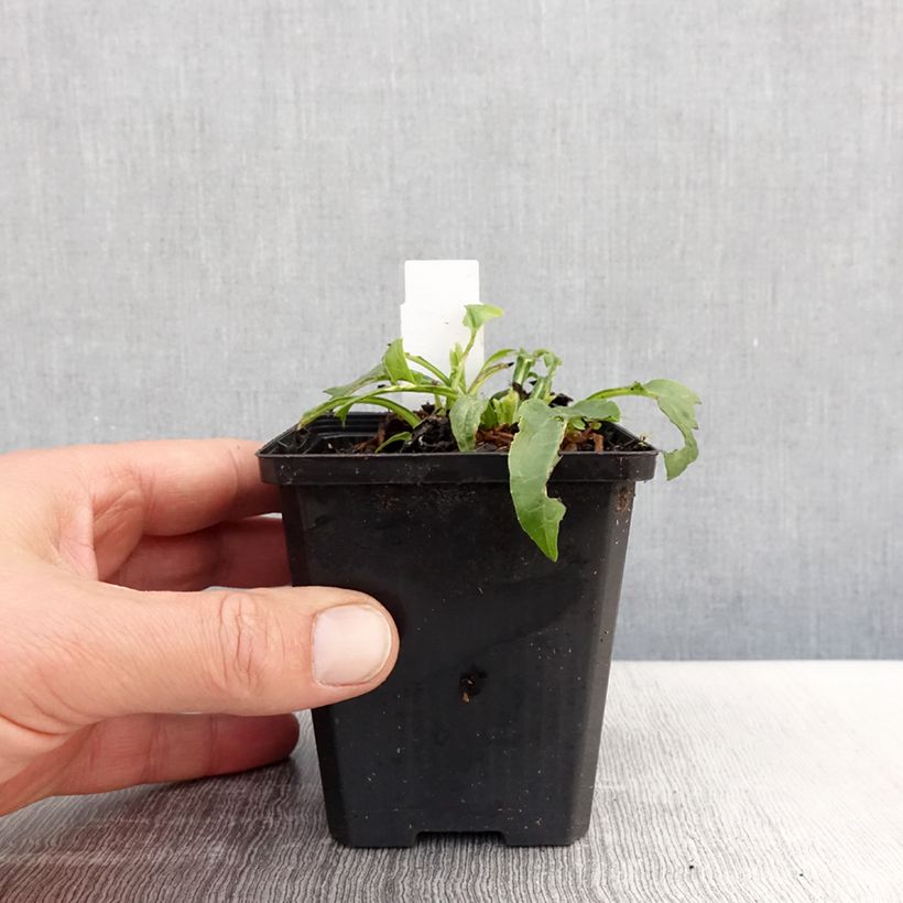 Echinacea purpurea Espinoso Yellow Vasetto da 8/9 cm esemplare consegnato in primavera