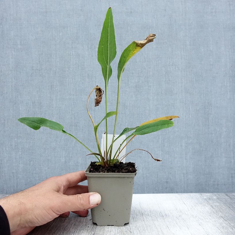 Esemplare di Echinacea purpurea Funky Yellow Vasetto da 8/9 cm come consegnato in autunno