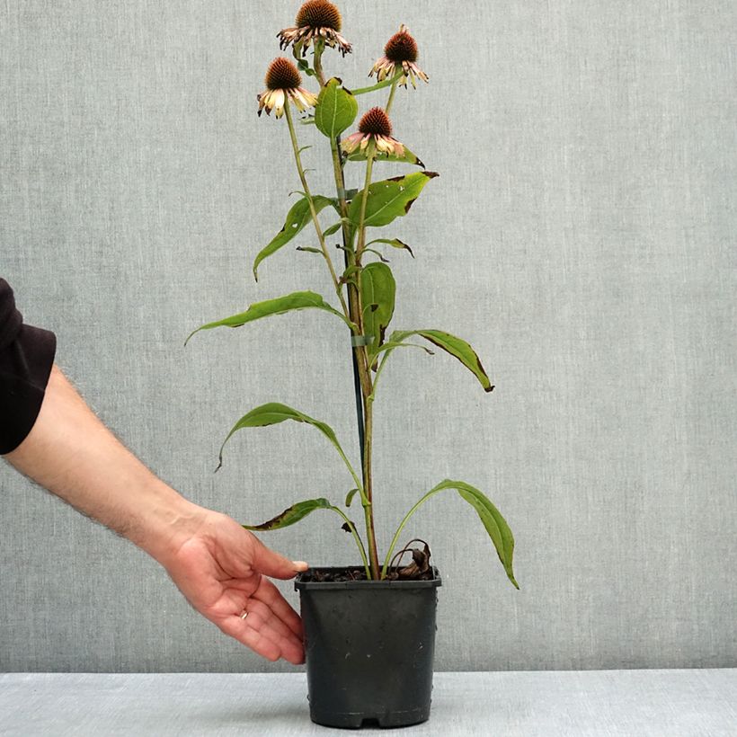 Esemplare di Echinacea purpurea Funky Yellow Vaso da 2L/3L consegnato in estate