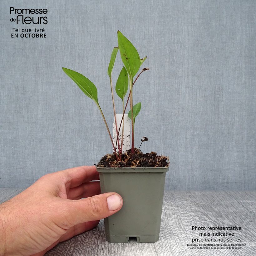 Esemplare di Echinacea purpurea Irresistible Vasetto da 8/9 cm come consegnato in autunno
