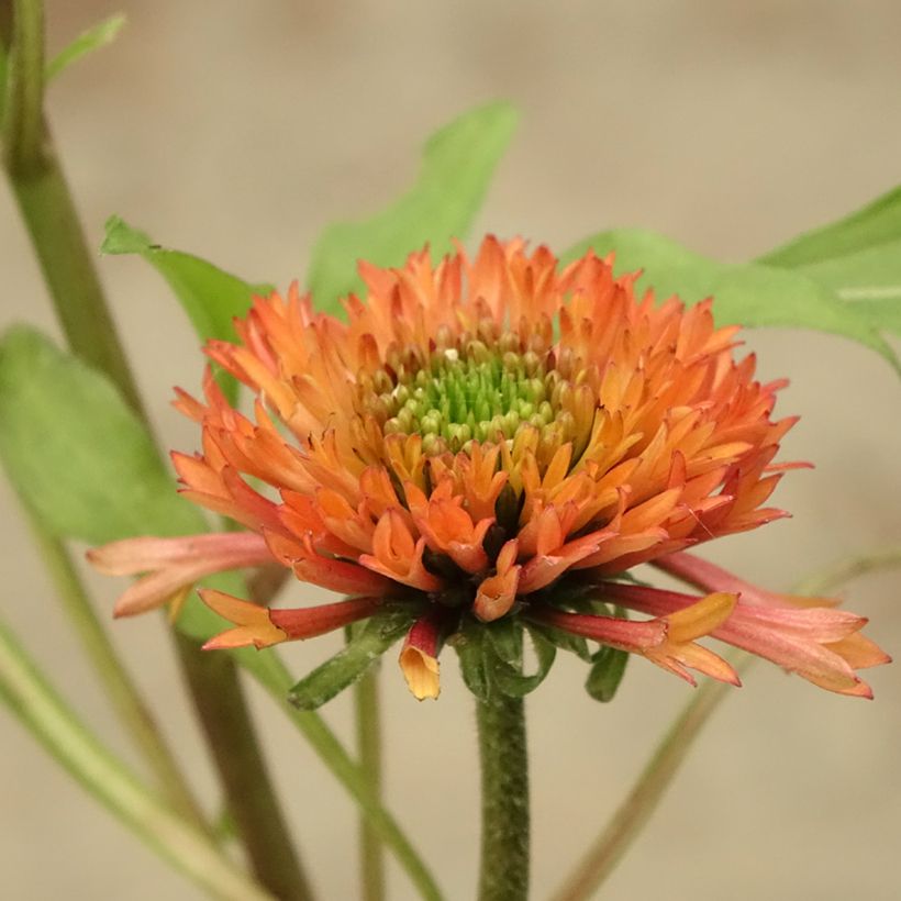 Echinacea purpurea Irresistible (Fioritura)