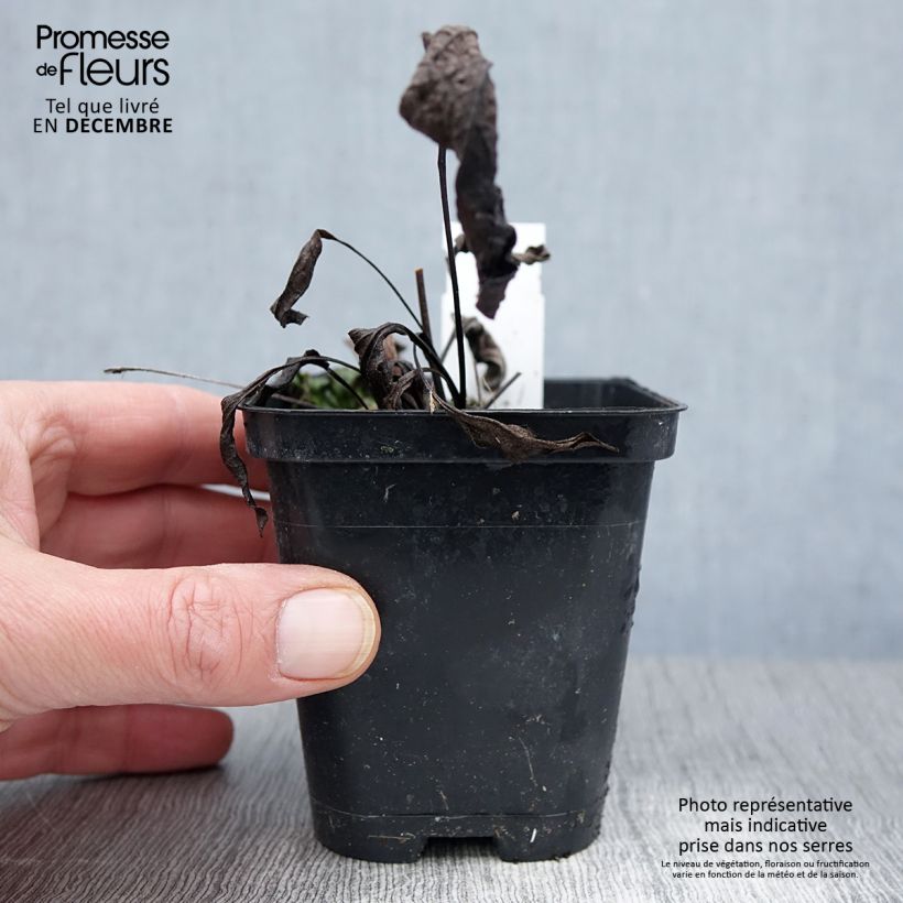 Esemplare di Echinacea purpurea Leuchtstern Vasetto da 8/9 cm come consegnato in autunno