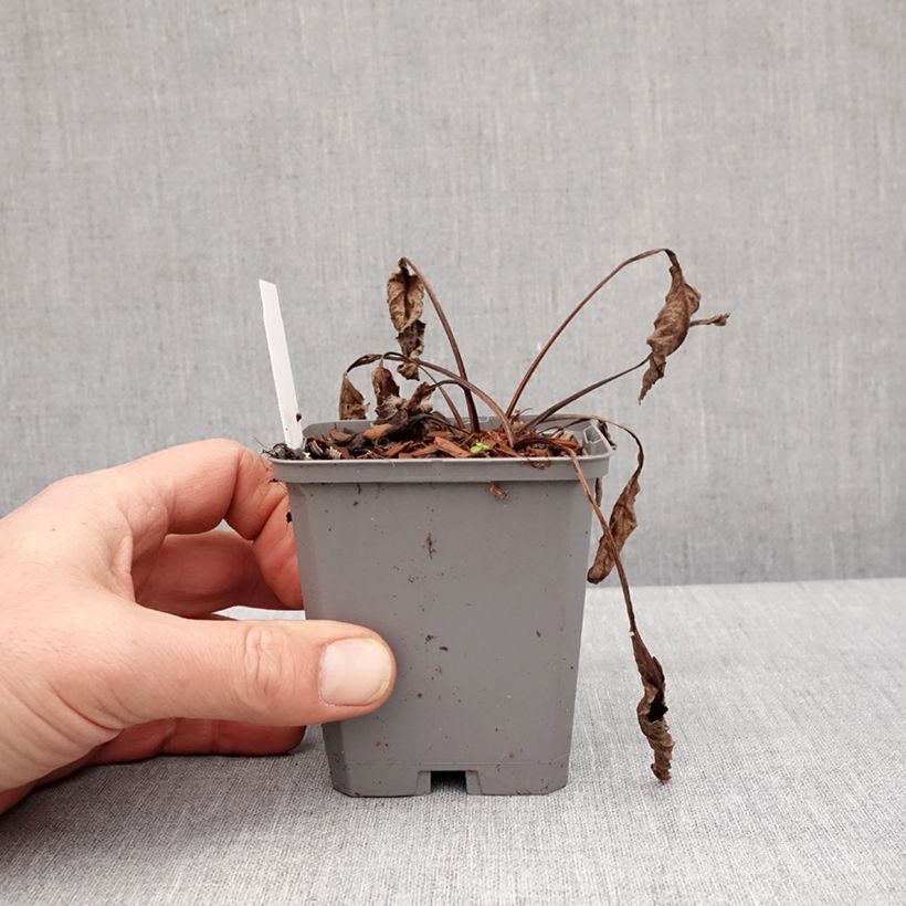 Echinacea purpurea Leuchtstern Vasetto da 8/9 cm esemplare consegnato in inverno