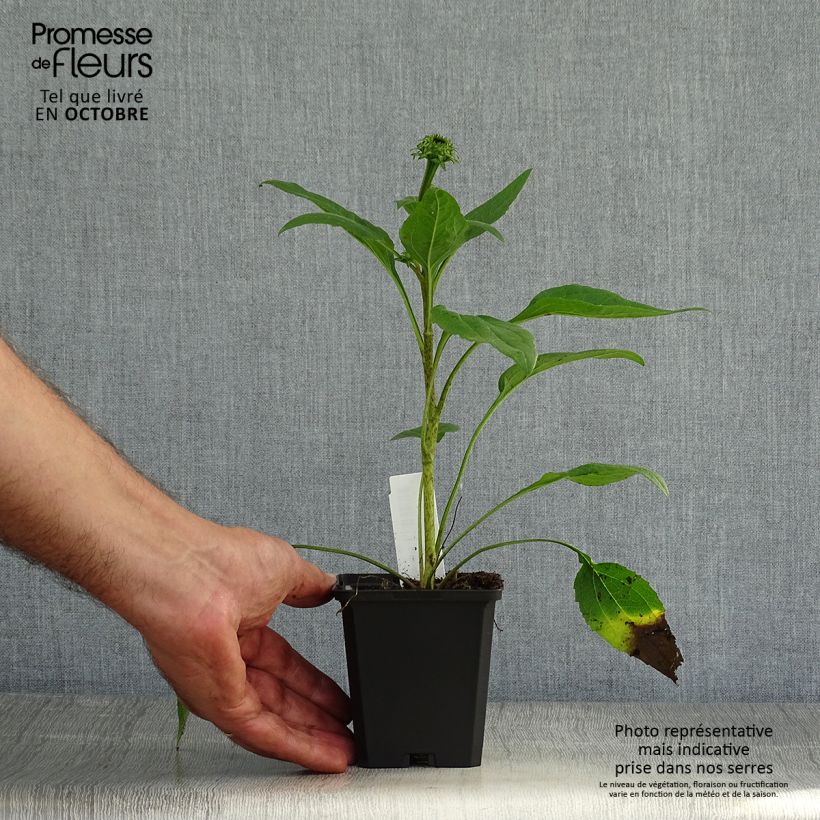 Esemplare di Echinacea purpurea Little Magnus Vasetto da 8/9 cm come consegnato in autunno