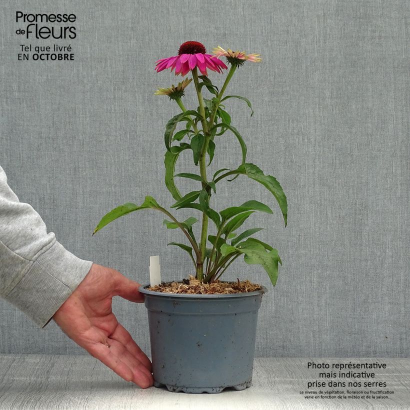 Esemplare di Echinacea purpurea Magnus Vaso da 2L/3L come consegnato in autunno