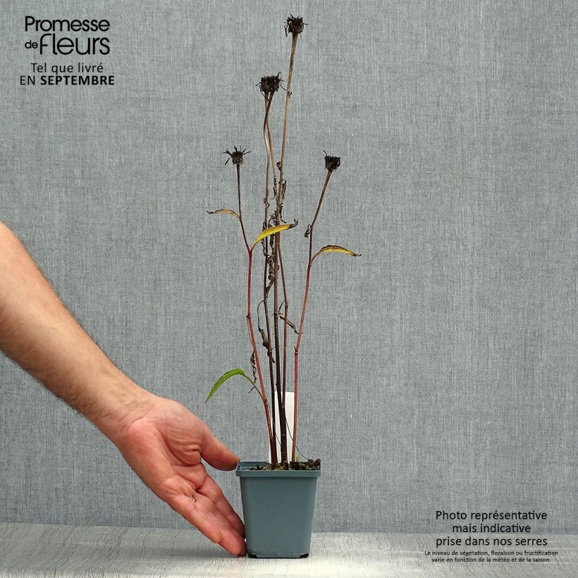 Esemplare di Echinacea purpurea Pica Bella Vasetto da 8/9 cm come consegnato in autunno