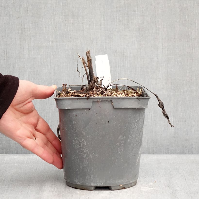 Echinacea purpurea Strawberries and Cream Vaso da 2L/3L esemplare consegnato in inverno