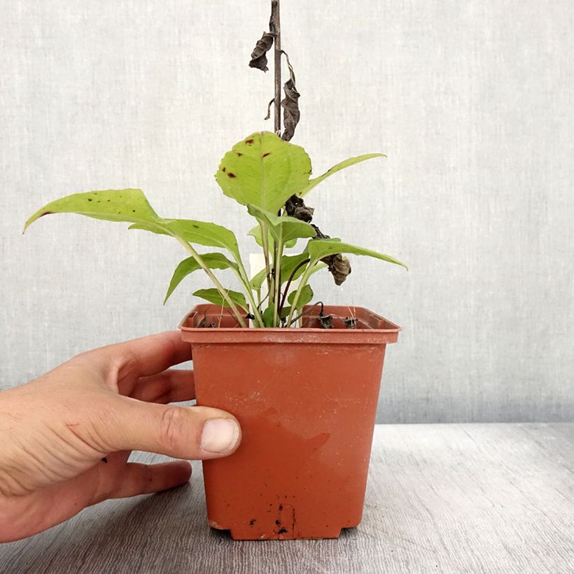 Esemplare di Echinacea purpurea Summer Cocktail Vaso da 1L/1,5L come consegnato in autunno