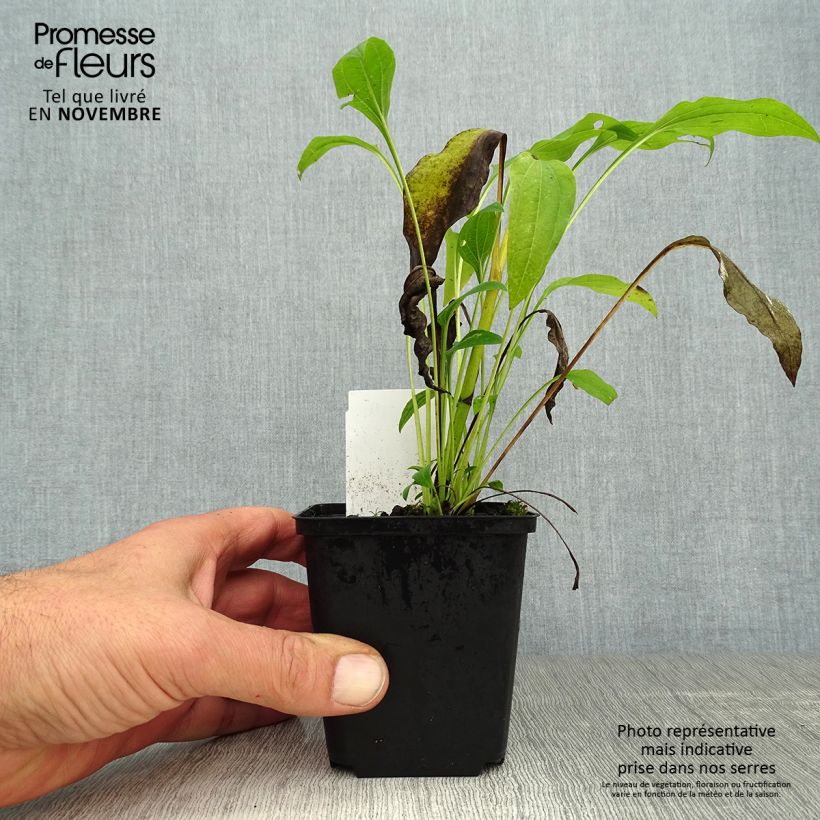 Esemplare di Echinacea purpurea Sunrise Vasetto da 8/9 cm come consegnato in autunno