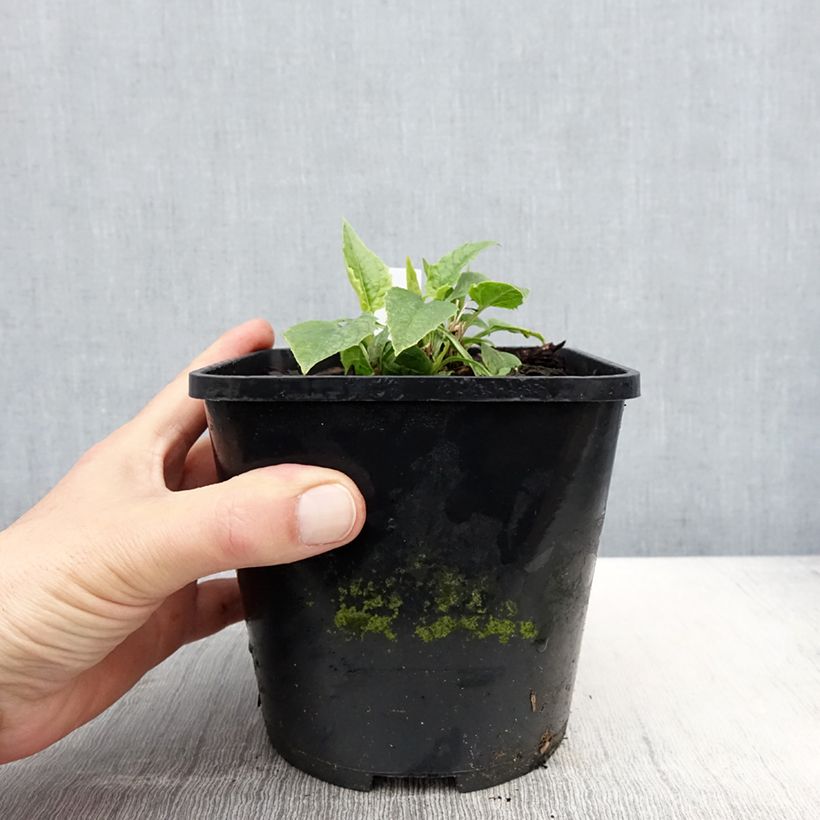 Echinacea purpurea Virgin Vaso da 2L/3L esemplare consegnato in primavera