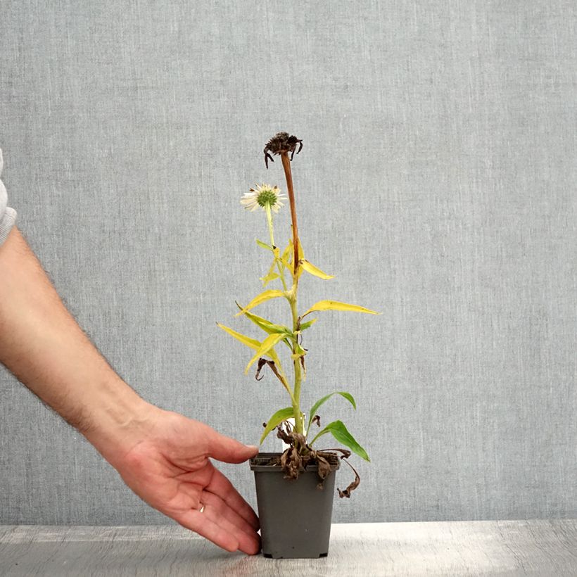 Esemplare di Echinacea purpurea White Meditation Vasetto da 8/9 cm come consegnato in autunno