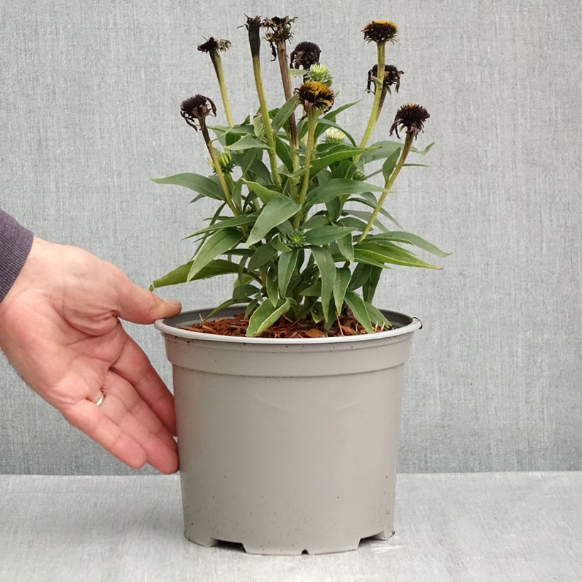 Esemplare di Echinacea purpurea White Meditation Vaso da 3L/4L come consegnato in autunno