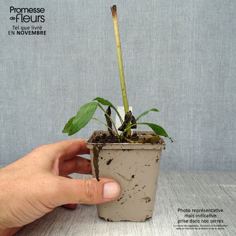 Esemplare di Echinacea purpurea Southern Belle Vasetto da 8/9 cm come consegnato in autunno