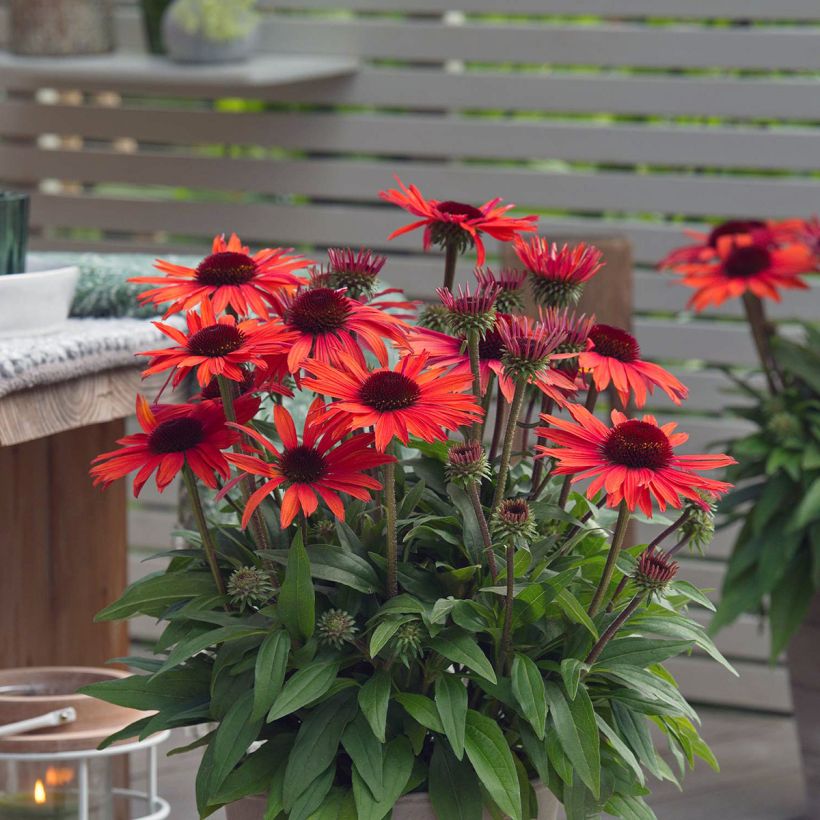 Echinacea purpurea Sun Magic Vintage Orange (Fioritura)