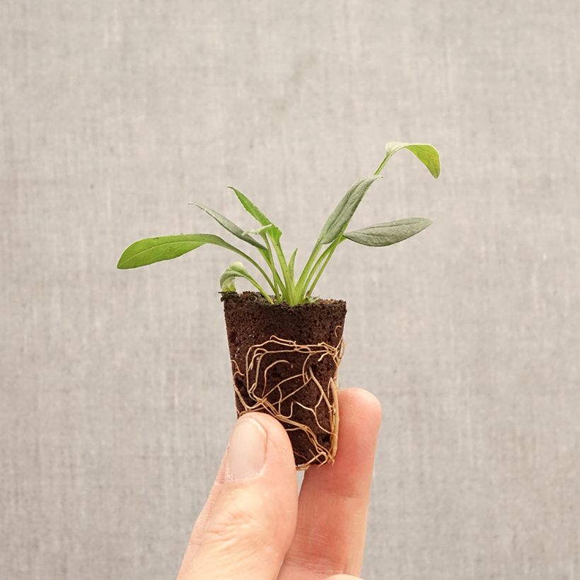 Echinacea purpurea Sun Magic Vintage White mini zolla... esemplare consegnato in primavera